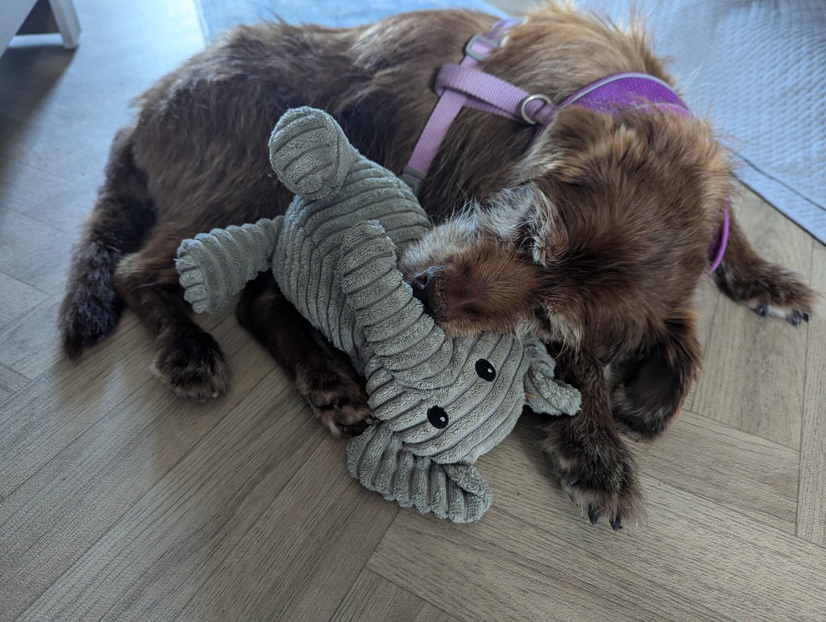 Anthony Joynes tweet media