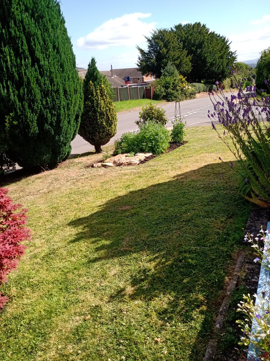 HopkinsLoi76052's tweet image. Preparing a bed, planting the seeds, watching them grow. Our bees visit the bed  daily and we have honey to sell. #SeedsForBees