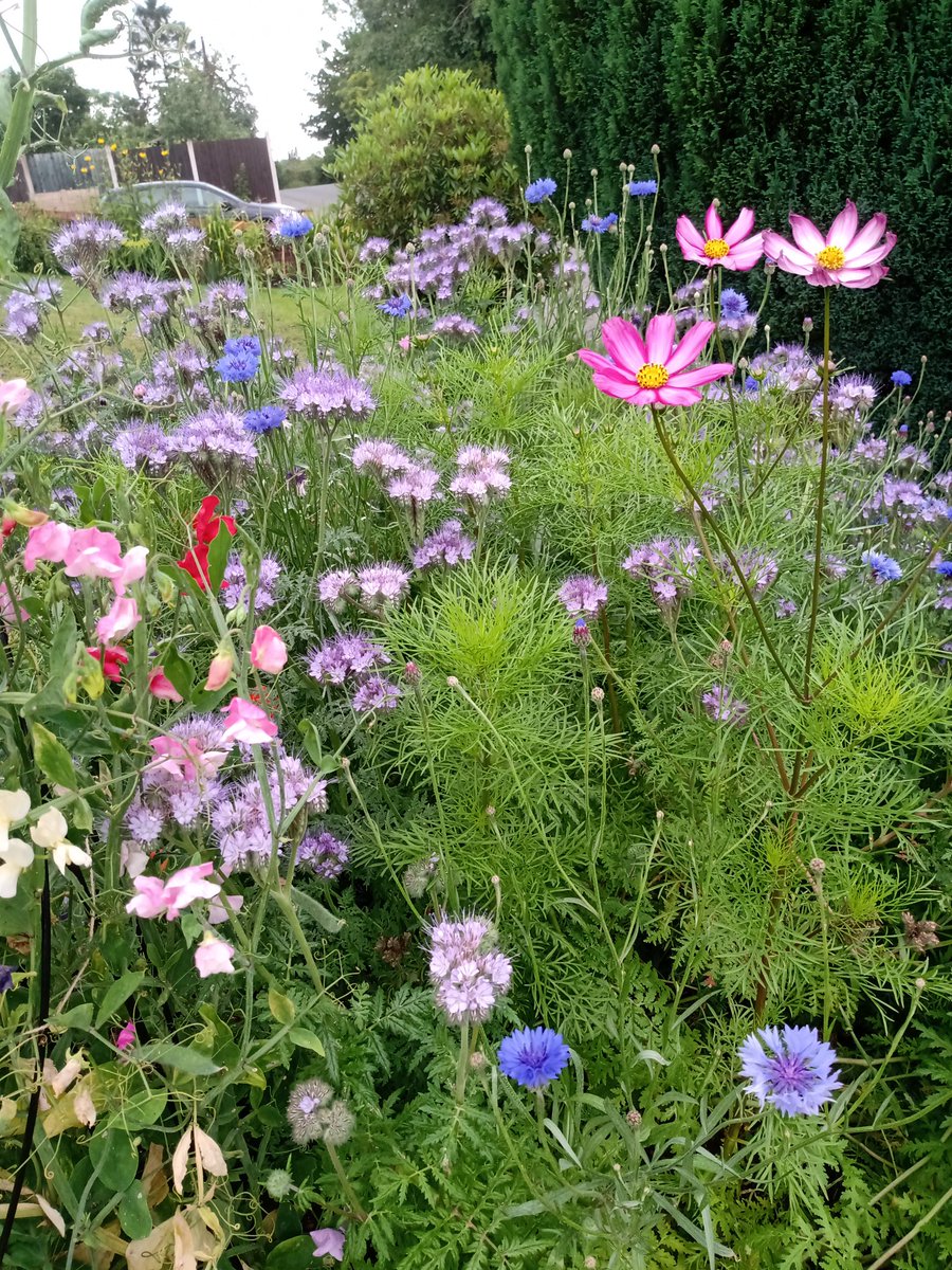 HopkinsLoi76052's tweet image. Preparing a bed, planting the seeds, watching them grow. Our bees visit the bed  daily and we have honey to sell. #SeedsForBees