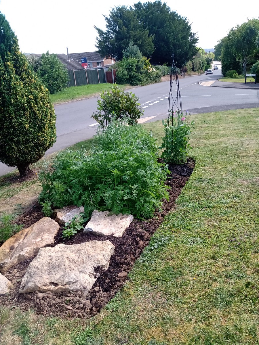 HopkinsLoi76052's tweet image. Preparing a bed, planting the seeds, watching them grow. Our bees visit the bed  daily and we have honey to sell. #SeedsForBees