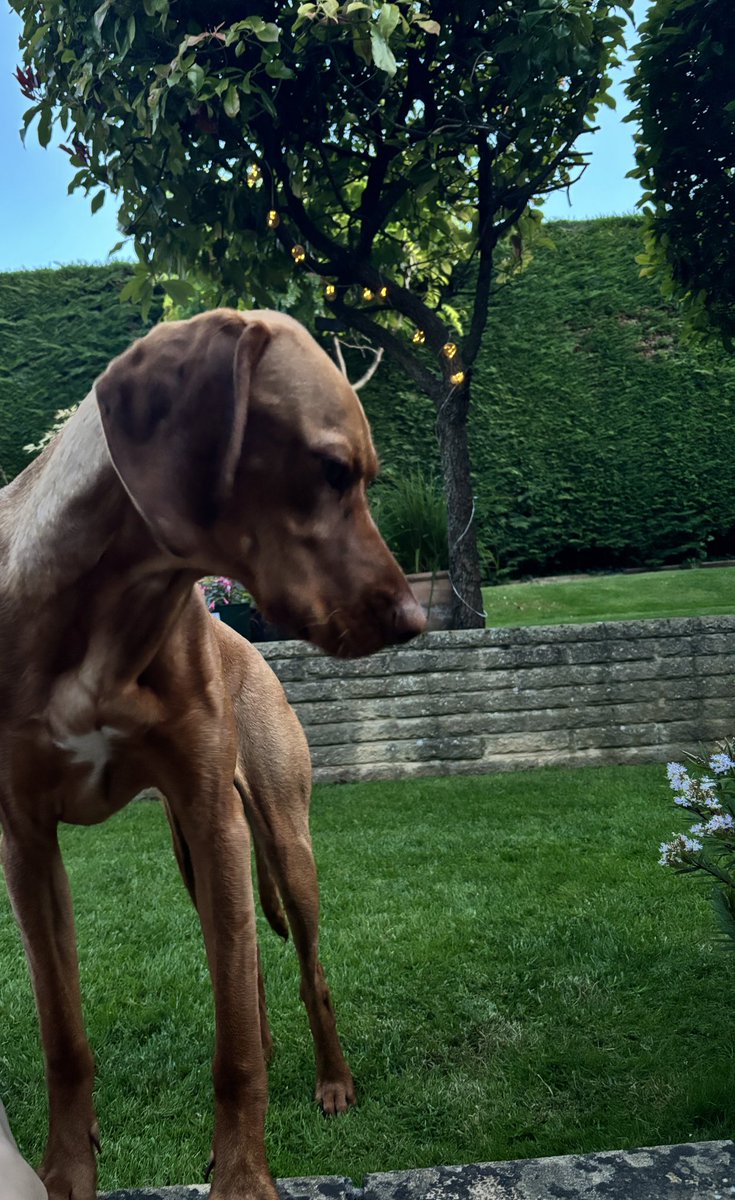 nickijwiggins's tweet photo. Fern the vizsla is back!! Reinstated. Thank you.🙏🏻 @AlmatheVizsla https://t.co/uL3rBkzGXT