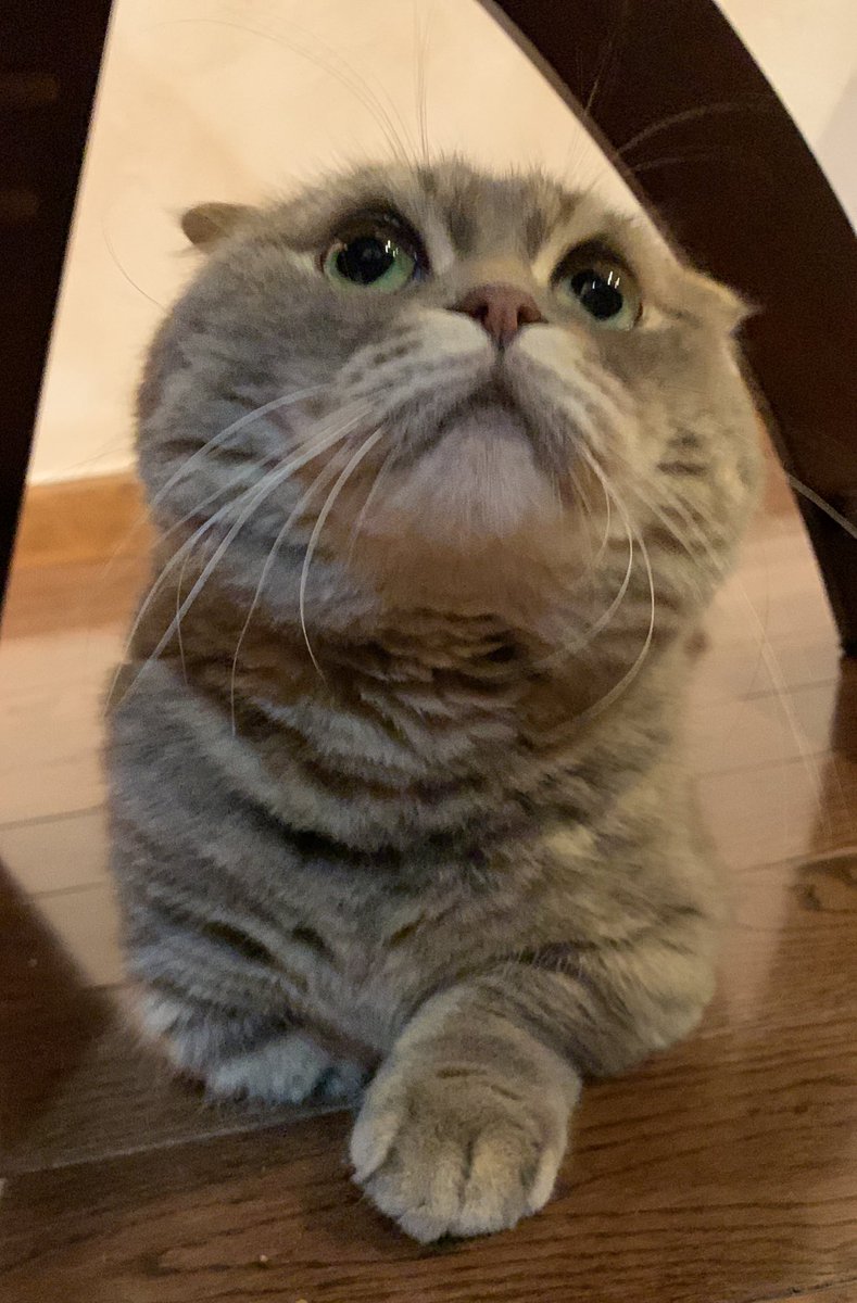 たこやきって猫
可愛すぎ