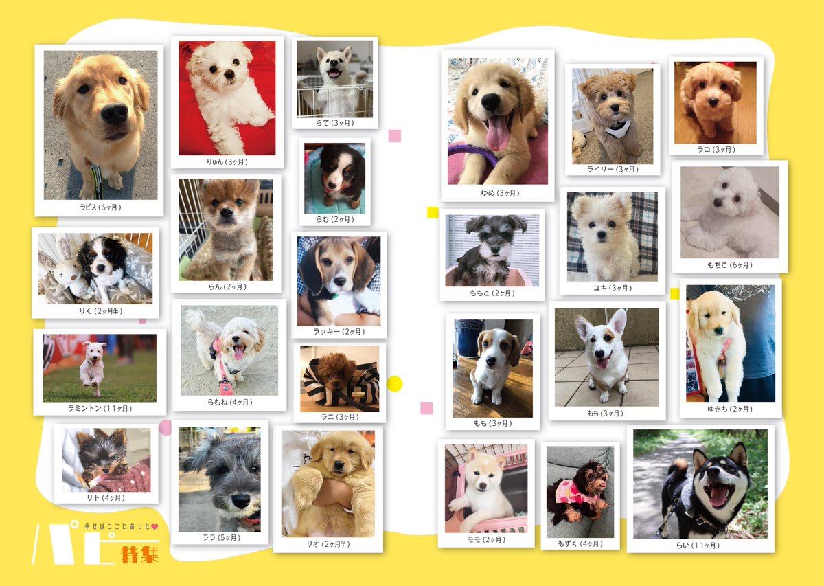gekkan_wanko's tweet photo. 【パピー特集（第二弾）⑥】
こちらの写真は月刊わんこ vol.8（7/15発売号）に掲載されています📖🐶掲載されていたら是非リポストをお願いします！✨

Amazon→ https://t.co/bIAgQByQq0

【当選者様】
@insuta26121
@S5mv1CxzTkrUnWJ
@emon_2579
@rurumitsugo
@shirofuwa_angel
@ddmskn129
@nagujun0425
@neirokirara
@Shii1417Aru
@kenichiro0_73
@hM2CQg565j9rTdW
@JnbUMwbli1cSrCw
@rurumitsugo
@KsmYhksmyh
@ymr311
@_mom91r_
@latte20240210
@riley_westiepoo
@mameshibamomo14
@nagujun0425
@kuromomo_kuma
@VickyPapa5
@51denK
@MeMe94391664