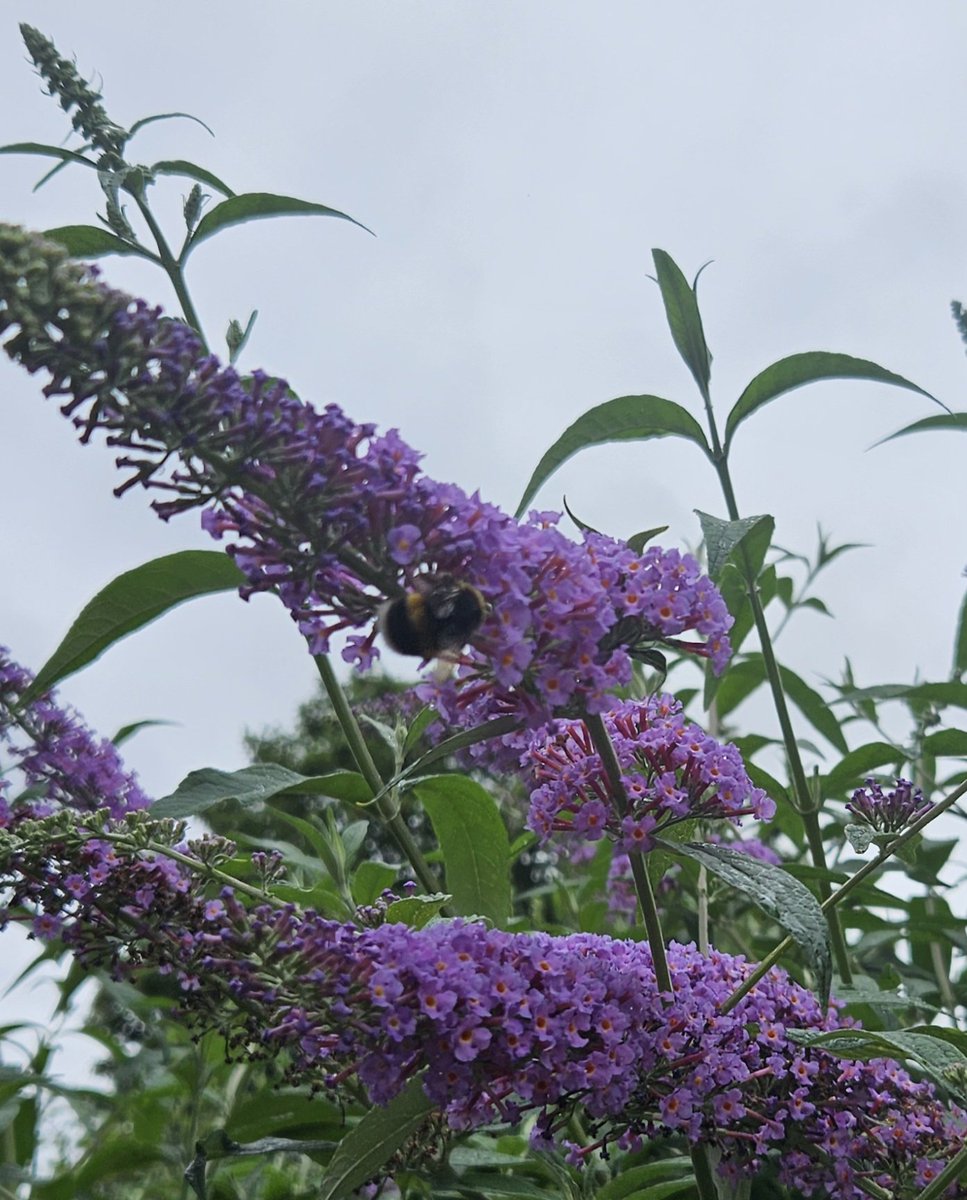 PenelopeMKZ's tweet photo. A few more bees about this morning, and one or two butterflies #beewatch https://t.co/58r6KalxaM