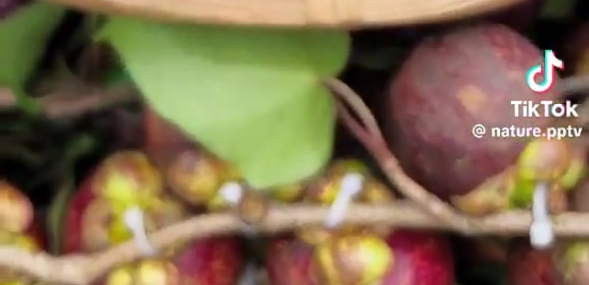 @Boongkeang เคเบิ้ลไทร์ มัดปะนี่🤣