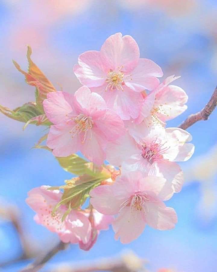 حالات کوئی بھی ہوں ”شکر“ ہمیشہ شِکوے سے بہتر ہوتا ہے❤️
♥️🌸 اَلۡحَمۡدُ لِلّٰهِ رَبِّ الۡعَالَمِیۡنَ..✨♥️