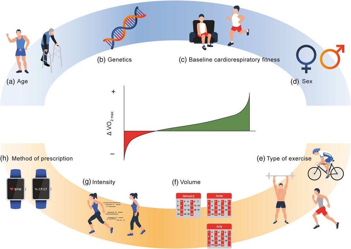 Biological and methodological factors affecting VO2 max response variability to endurance training and the influence of exercise intensity prescription…
physoc.onlinelibrary.wiley.com/doi/10.1113/EP…