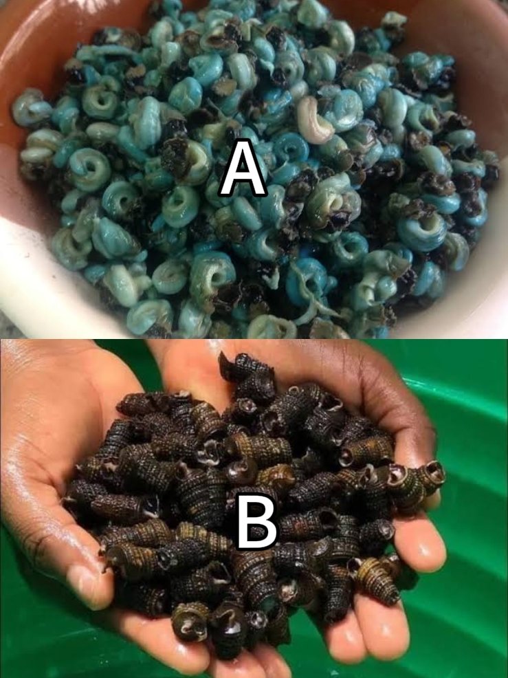 IkwerreStories's tweet photo. Oya Port Harcourt people, which one, A or B?
#food #healthylifestyle #healthy #HealthyFood #ijaw #ikwerre https://t.co/Owa1sWShUd