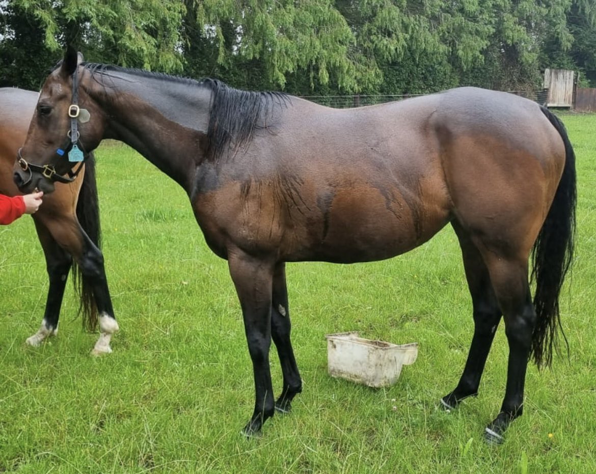 Fools And Horses pictured this morning approaching the halfway point of gestation period carrying to <a href="/WhitsburyManor/">Whitsbury Manor Stud</a> Dragon Symbol 🐉

🤞her full-brother Twilight Calls can add to his CV today in the Group 3 Hackwood Stakes <a href="/NewburyRacing/">Newbury Racecourse</a>