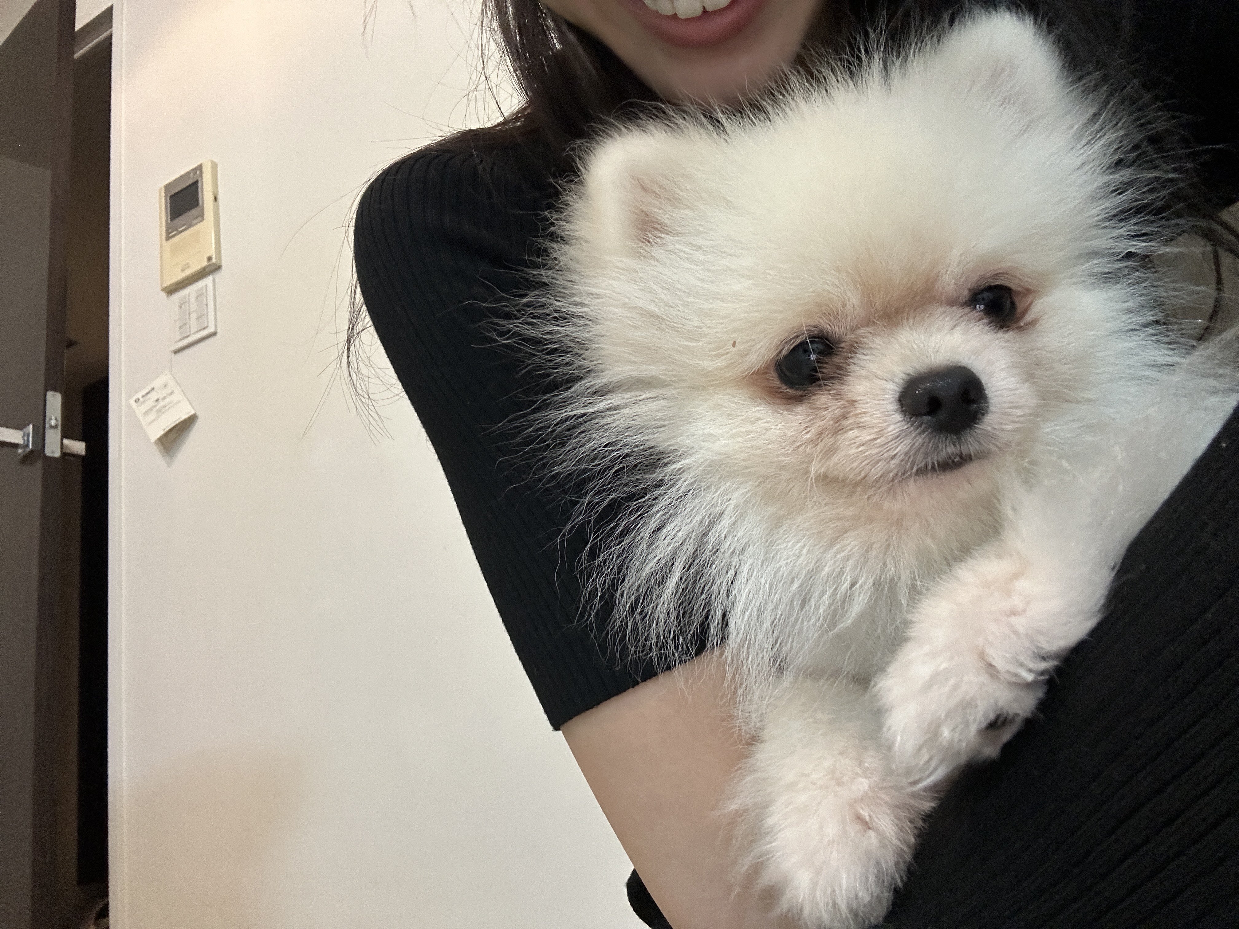 ⭐︎専用⭐︎ ポメラニアンの足様 ポメ飼いさんに届け！🧡 ＼ポメラニアングッズ特集／ ふわふわな