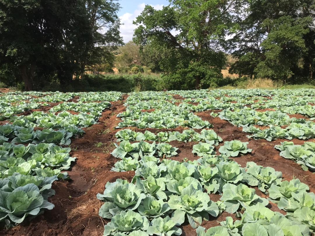 Graysatoshi's tweet photo. Kenya 🇰🇪 
Beautiful  Place with good fertile land for agriculture 🔥🔥
#Taita #Mwashuma #mwatate
Place your order now and enjoy #vegetables with high quality https://t.co/weDqYdHGPL
