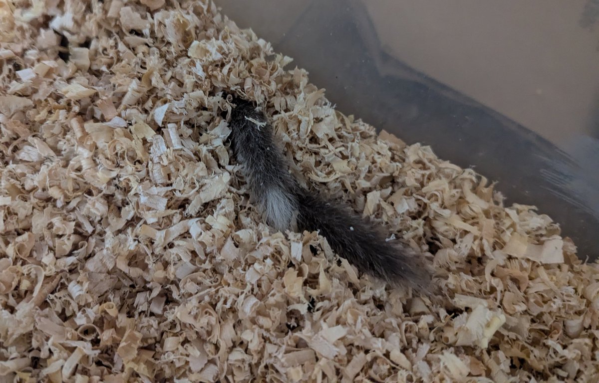 床材に潜って虫食べてる🙄