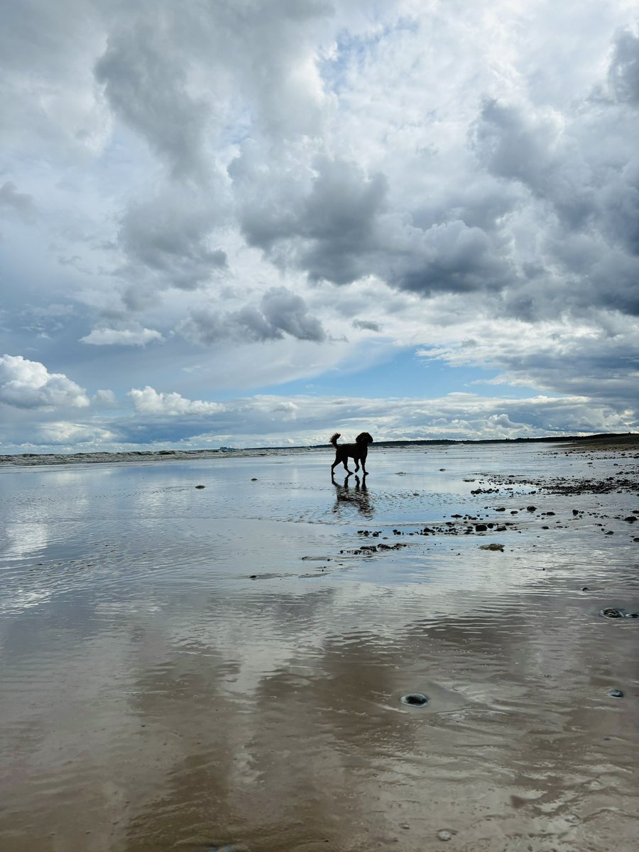 WobblyWick's tweet photo. Wonderful Walberswick visions of #Winnie at #TheWobblyWick https://t.co/LurGSfDWgJ