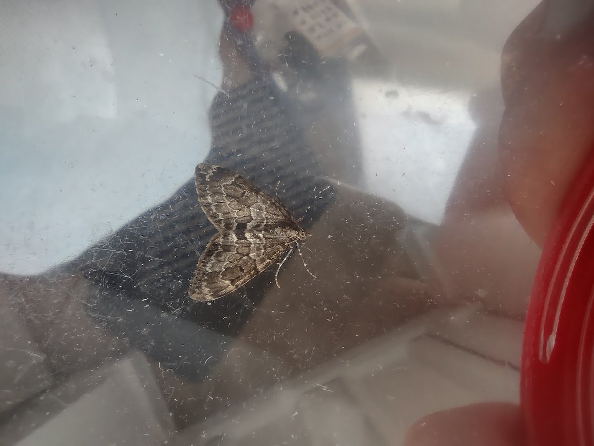BirderChris's tweet photo. Four from last night. Spruce carpet, white satin, browntail (one of 4) and canary-shouldered thorn https://t.co/JnvDIx0uXP