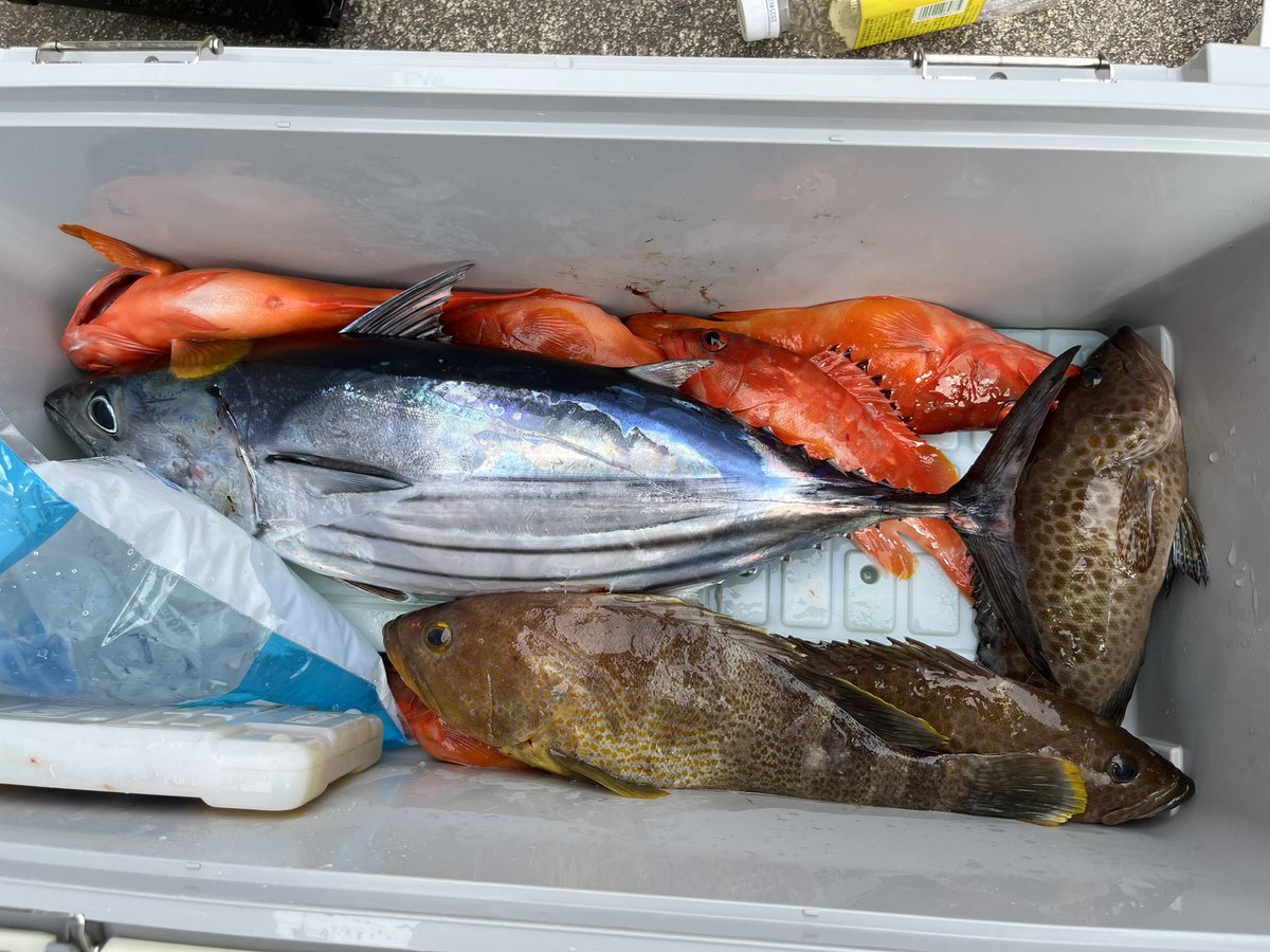 ryosuke_mrmkmh's tweet photo. SLJでカツオ釣れました🎣
#SLJ #カツオ https://t.co/MCzt3y2Wag
