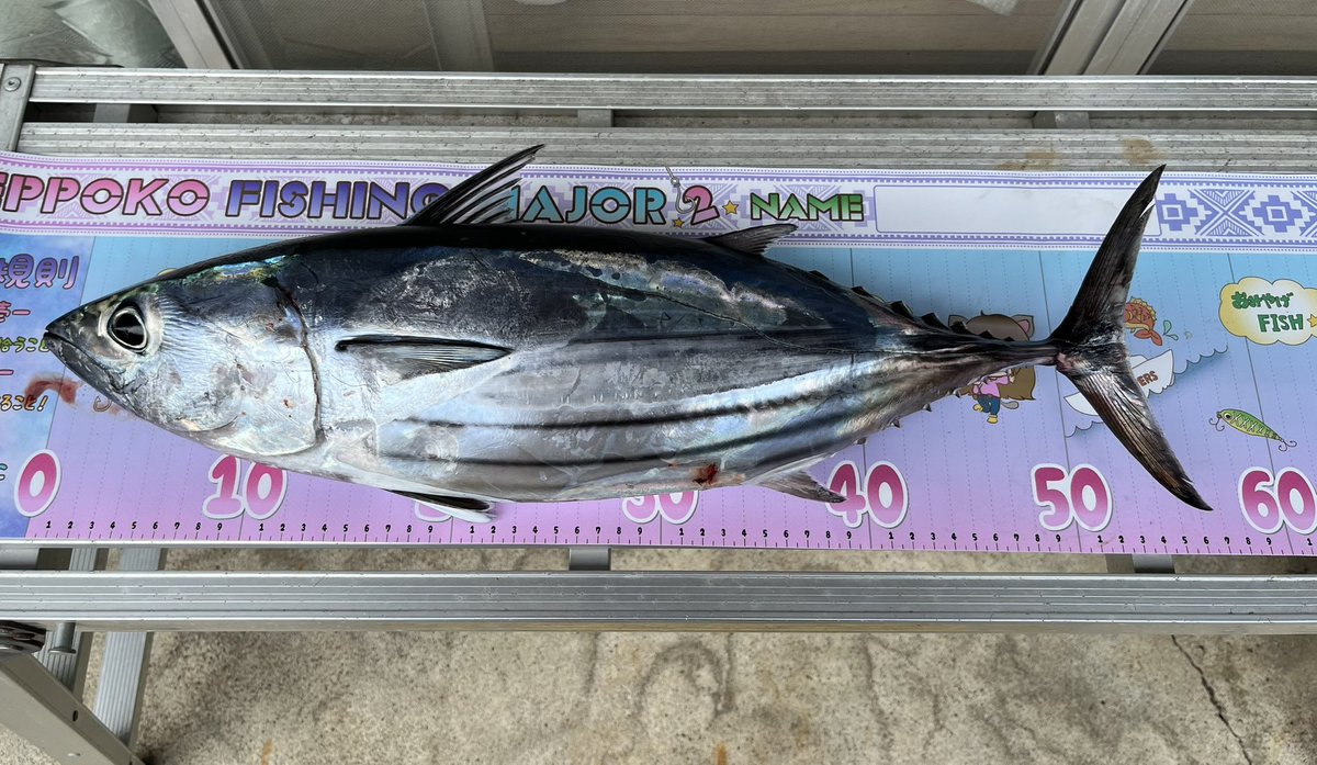 ryosuke_mrmkmh's tweet photo. SLJでカツオ釣れました🎣
#SLJ #カツオ https://t.co/MCzt3y2Wag