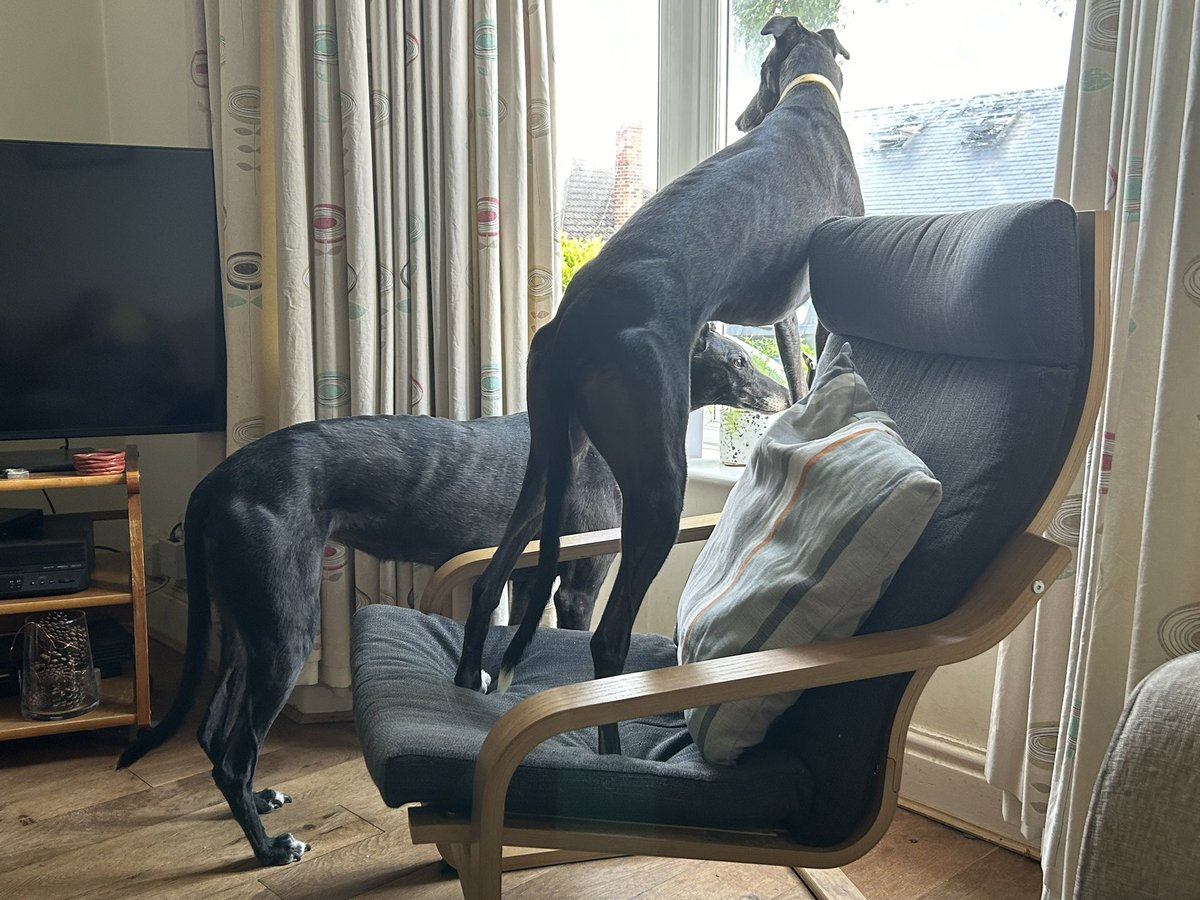 Hello everyone!  We’ve been very quiet on this thingy page.  Momma has had a lot to deal with and we’ve been looking after her.  Here we are doing our best neighbourhood watch!  We’re so very good at it….we don’t miss a thing!   👀
#greyhounds #AdoptDontShop #sighthounds