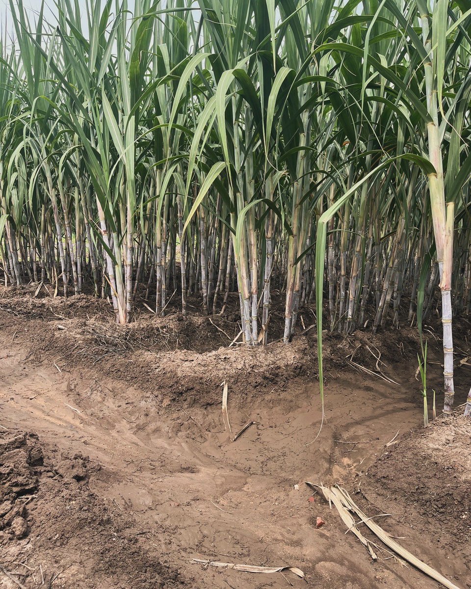 Claudio Fernandes, Ph. D. 🧬🌱 tweet media