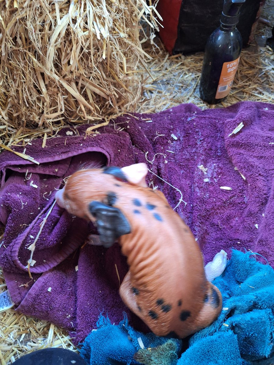 Plum Pudding Pigs tweet media