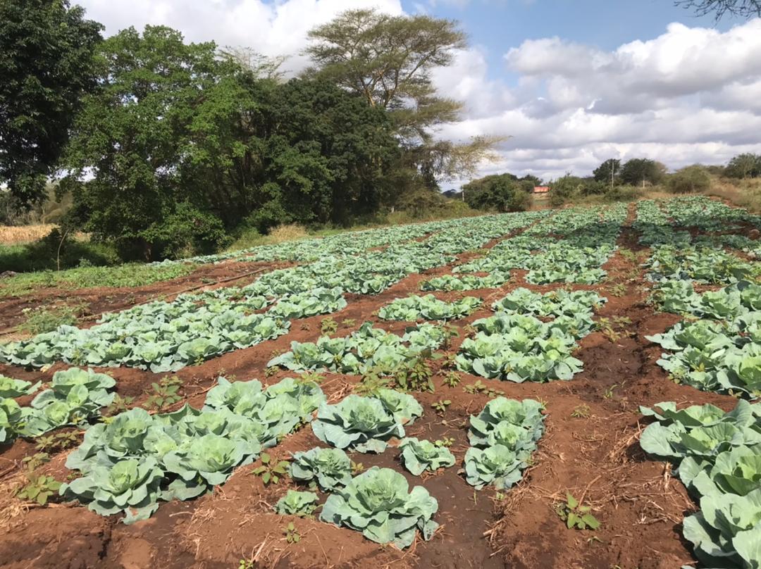 Graysatoshi's tweet photo. Kenya 🇰🇪 
Beautiful  Place with good fertile land for agriculture 🔥🔥
#Taita #Mwashuma #mwatate
Place your order now and enjoy #vegetables with high quality https://t.co/weDqYdHGPL