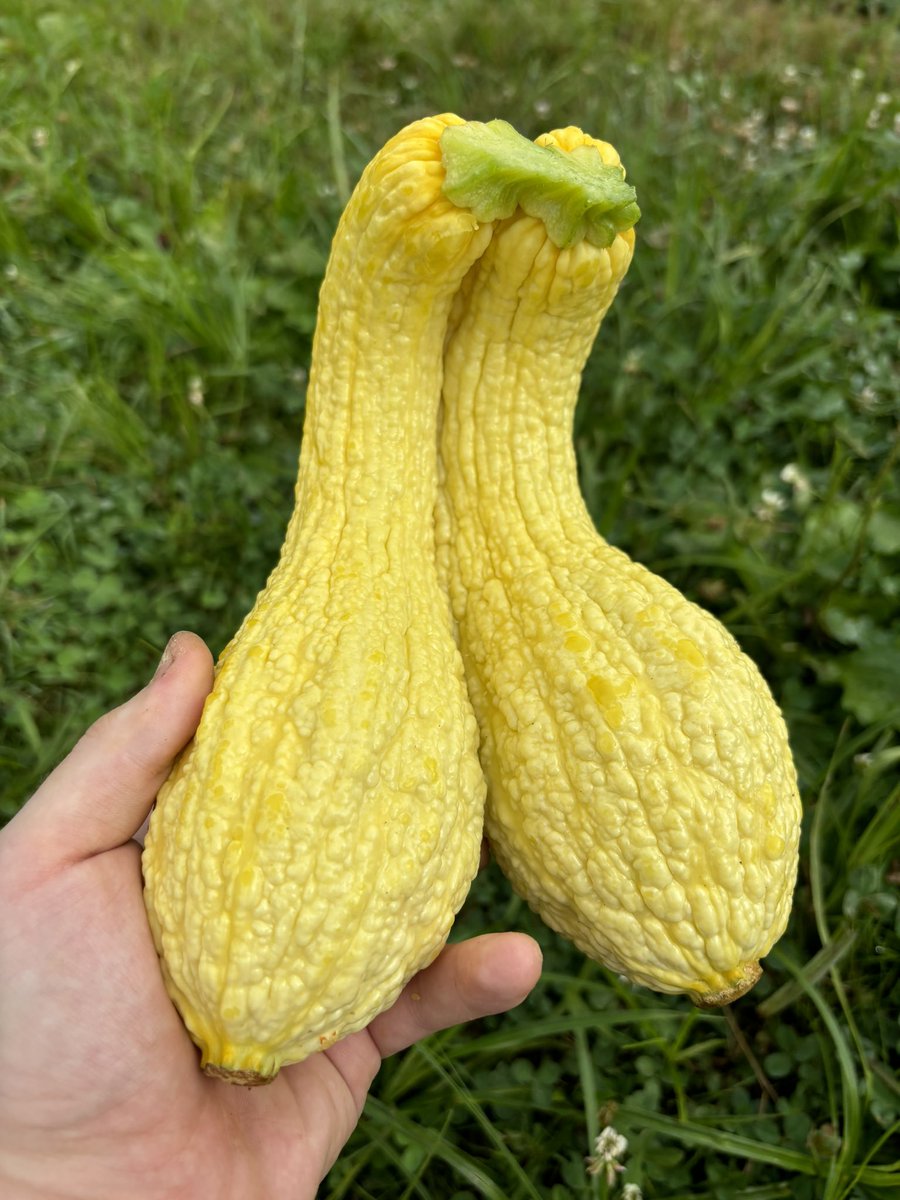 DandelionHeroG's tweet photo. @greg16676935420 I found these in my garden did you drop them? https://t.co/XKiLegGQLk