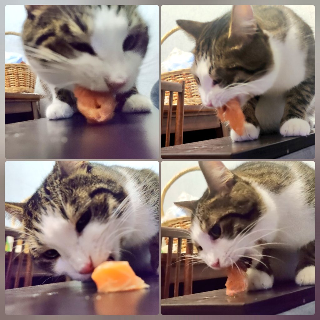 ToryJam's tweet photo. Today I bought fish at a good price. Of course, Pashtet also got a piece😋

I have never seen him eat with such persistence and concentration😻 https://t.co/8OM3Jo6QlG