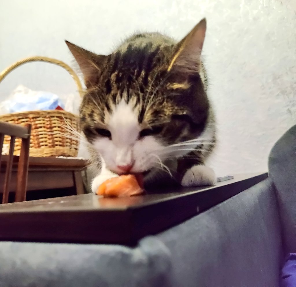 ToryJam's tweet photo. Today I bought fish at a good price. Of course, Pashtet also got a piece😋

I have never seen him eat with such persistence and concentration😻 https://t.co/8OM3Jo6QlG