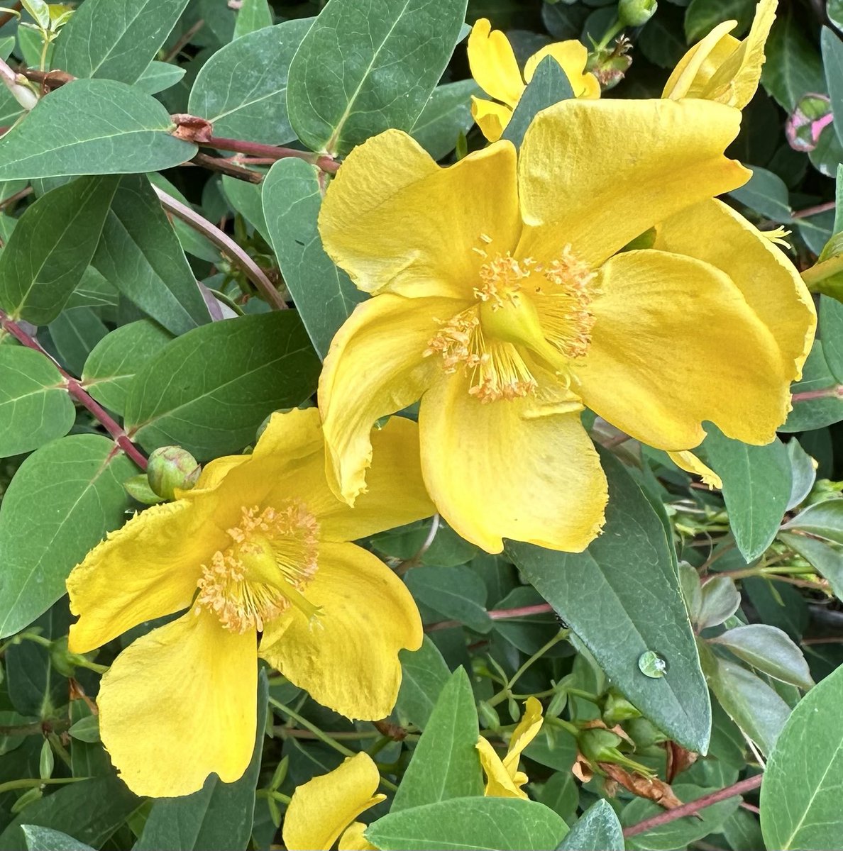 SkylarkArtist's tweet image. Cheerful Hypericum…
#Hypericum #cheerfulness
🌼🌼🌼