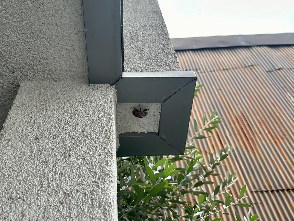 蝉の抜け殻。こんなとこに😳