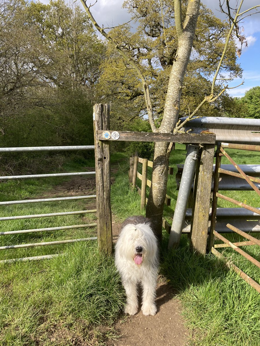 caniscausa's tweet photo. This wooden stile is just right for big dogs like me! ☺️↕️🐶 #WeekendWalkies https://t.co/yRReklKdwI