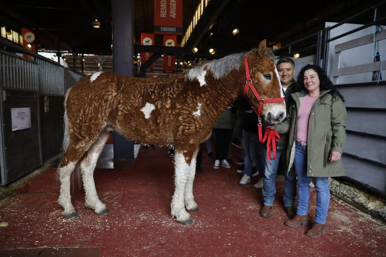Es paciente y amable: el extraño caballo con rulos que llegó por primera vez a la Rural dlvr.it/T9rMtC