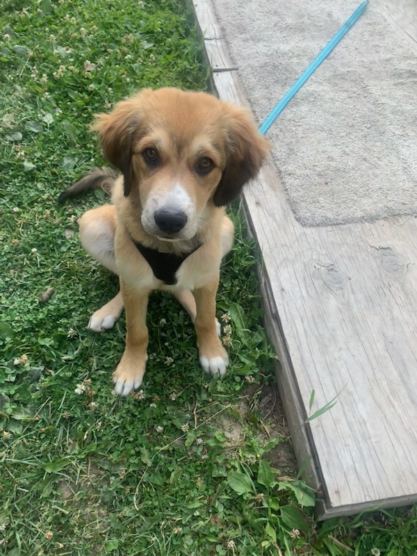 RanchEmu's tweet photo. Meet 16-week-pld Zeus! Lacy ( back up ranch hand ) got him at 9 weeks. His mom was a Plott hound &amp; the dad a Pyrenees. We got him at 9 weeks!

#montanaemuranch #livestockguardians #livestockdog #puppies #puppy #plotthound #plotthoundmix #pyrenees #pyreneesmix #pyreneespuppy https://t.co/UGpbEqsqqg