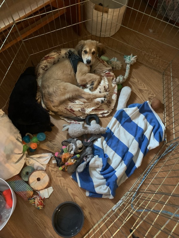 RanchEmu's tweet photo. Meet 16-week-pld Zeus! Lacy ( back up ranch hand ) got him at 9 weeks. His mom was a Plott hound &amp; the dad a Pyrenees. We got him at 9 weeks!

#montanaemuranch #livestockguardians #livestockdog #puppies #puppy #plotthound #plotthoundmix #pyrenees #pyreneesmix #pyreneespuppy https://t.co/UGpbEqsqqg
