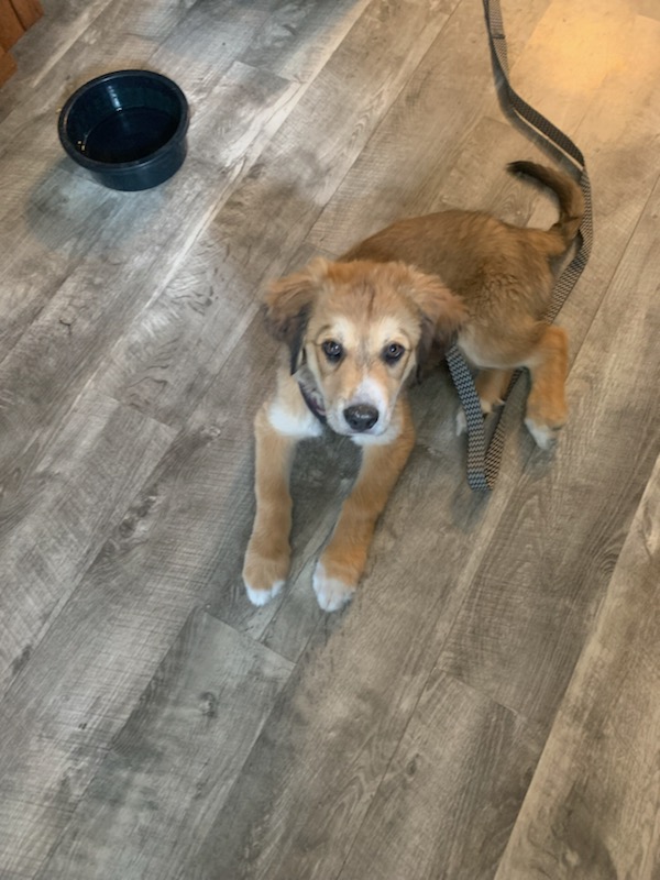 RanchEmu's tweet photo. Meet 16-week-pld Zeus! Lacy ( back up ranch hand ) got him at 9 weeks. His mom was a Plott hound &amp; the dad a Pyrenees. We got him at 9 weeks!

#montanaemuranch #livestockguardians #livestockdog #puppies #puppy #plotthound #plotthoundmix #pyrenees #pyreneesmix #pyreneespuppy https://t.co/UGpbEqsqqg