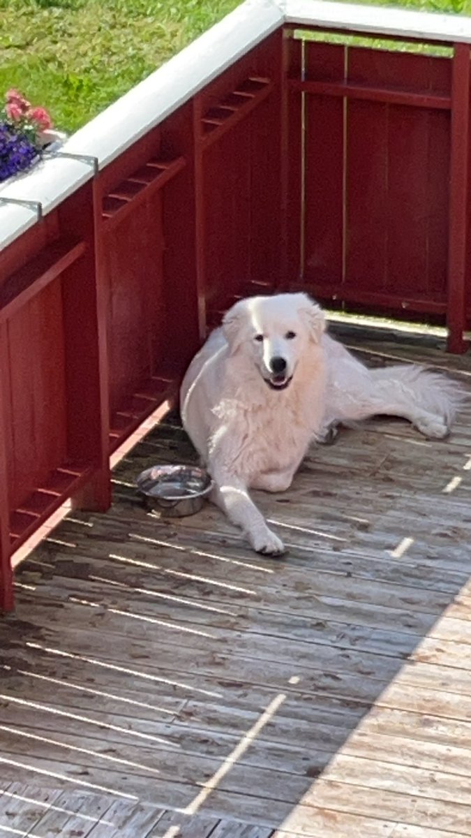 25 grader. Saulo har vært smart nok til å finne skygge og vannskål 😀