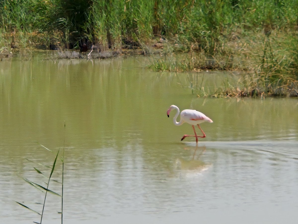 Yesterday I examined a PhD in Spain at Universidad de Alicante, excellent research by Adrian Orihuela, and AMAZING after party with food, pool, and a music concert 😃
And a visit to El Hondo wetland where we saw flamingoes too

10 out of 10, will be back if invited again 😉