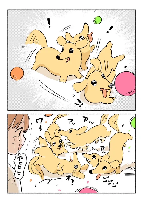 本日のハイライト
3つのボールをぜんぶ追いかけようとするも分裂できずその場でめちゃめちゃになってしまった犬 