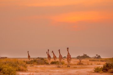 HospitableTours's tweet photo. EVENING GAME  DRIVES📍

Such moments are rare, get your travel gears ready, its summer time . 

#travelphotography #thewaytoexploreafrica https://t.co/WJe08GC3Js