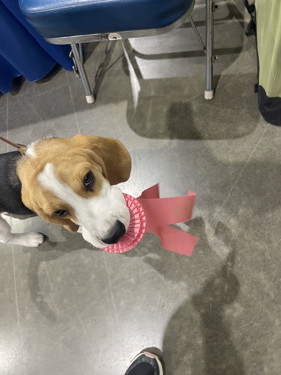 buffy1993's tweet photo. Happy Saturday! Don’t forget that the Houston World Series of Dog Shows is happening at NRG https://t.co/PjZw0O6LBj