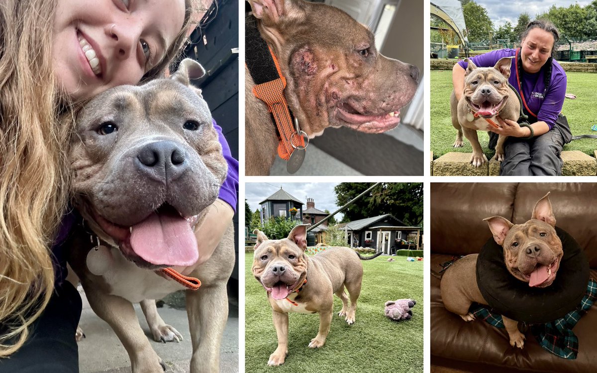 Dogs4Rescue tweet picture