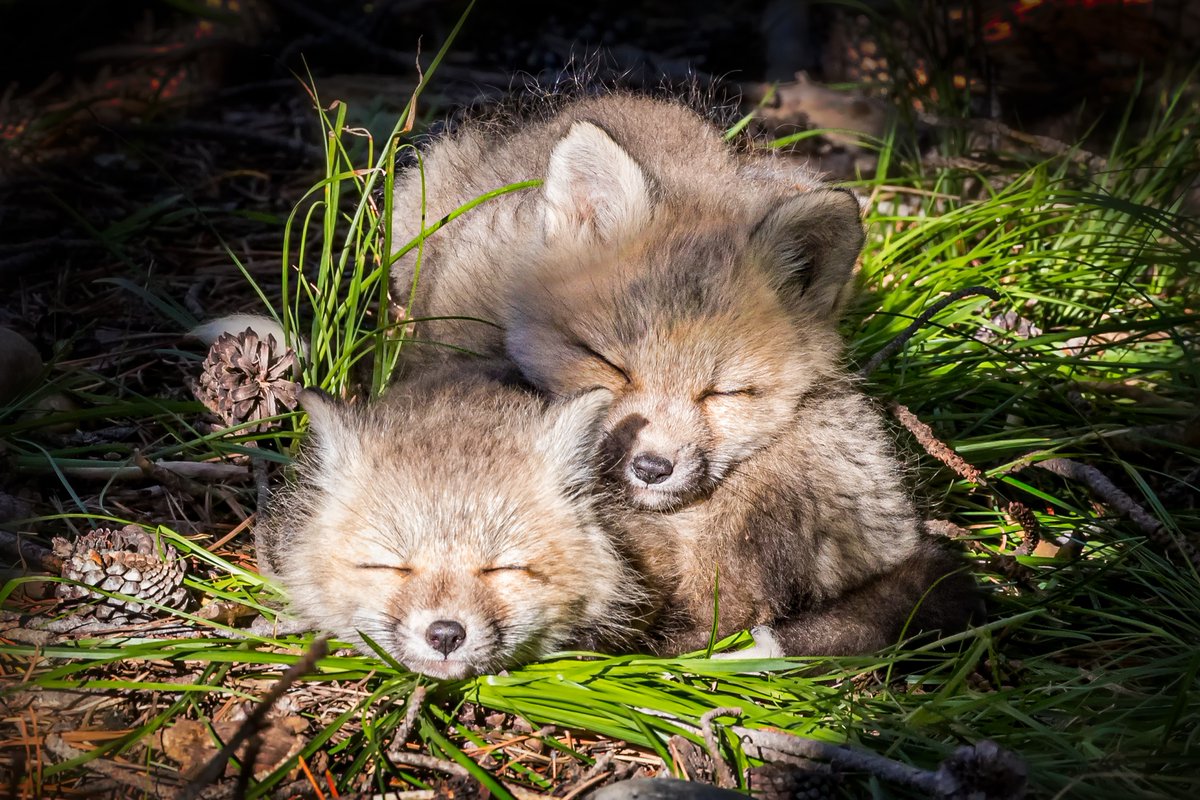 AnimalPlanet's tweet photo. Resting all weekend long ๐ฆ๐ค
๐ธ: Troy Harrison
#fox #redfox #redfoxkit #Wildlifephotography https://t.co/oGDWIKrTpm