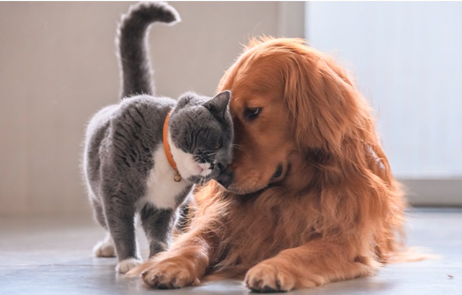 vamoslindas's tweet photo. 🥰🐾A Petz tem cupom de desconto para quem tem amor incondicional aos Pets
🎟Aplique o cupom: CUPOMPET 👇
↪️Economize aqui: https://t.co/XrKE7DK3BV
📌 Só pega através do link‼️🫶
#édecasa #édecasanasredes #VoleiNoSporTV #maedepet #cupompetz #familiaétudo #renascer https://t.co/rQ0AzWfV2V