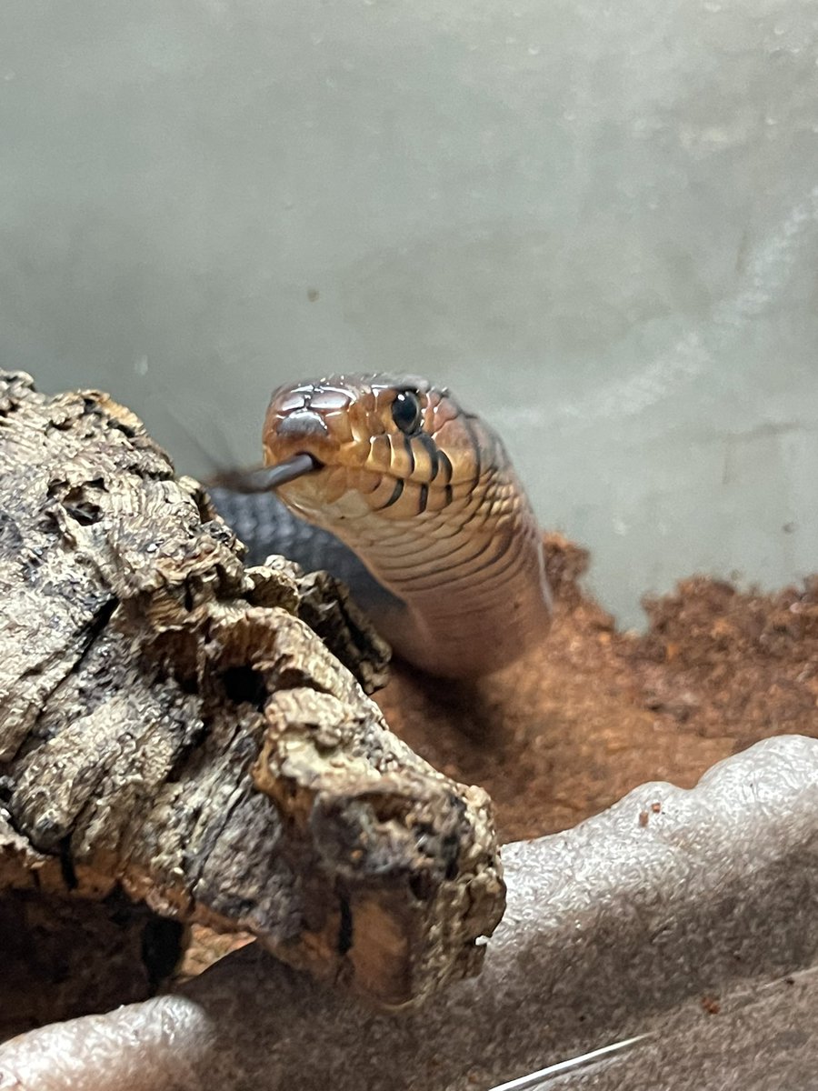 Michael_Gekkota's tweet photo. Eastern indigo snake‼️ https://t.co/lqxt5DunQQ