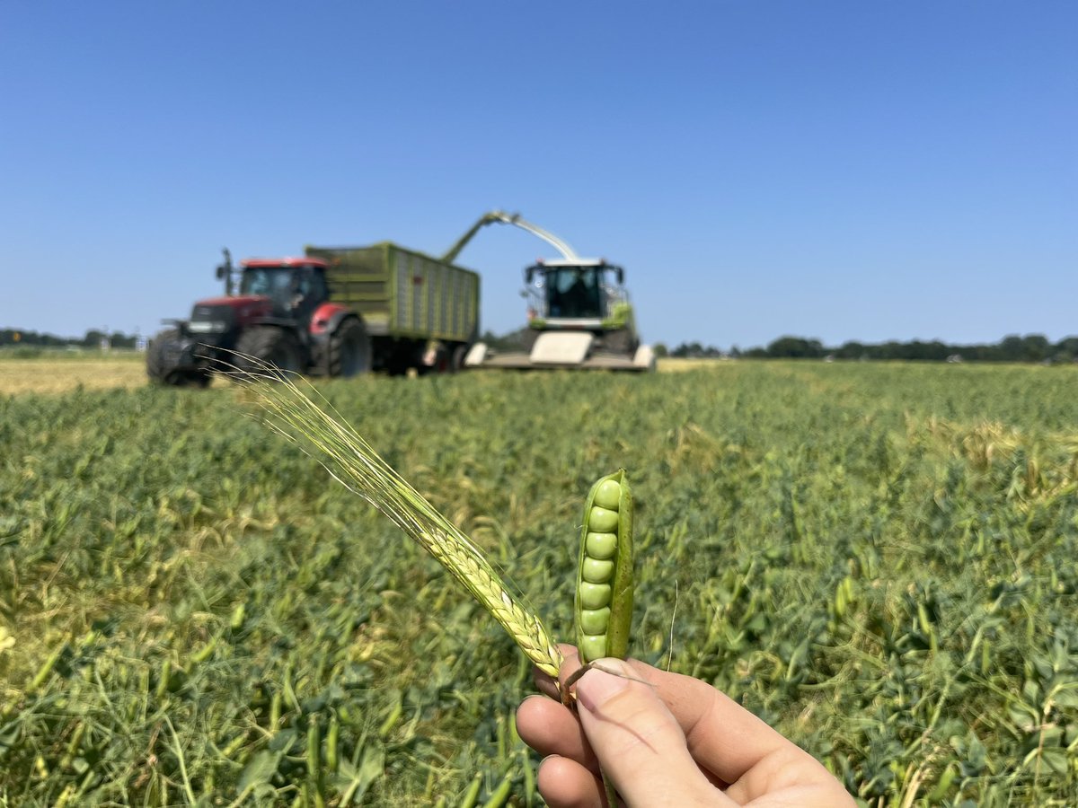 Gerst-erwten hakselen voor buurman veeboer.