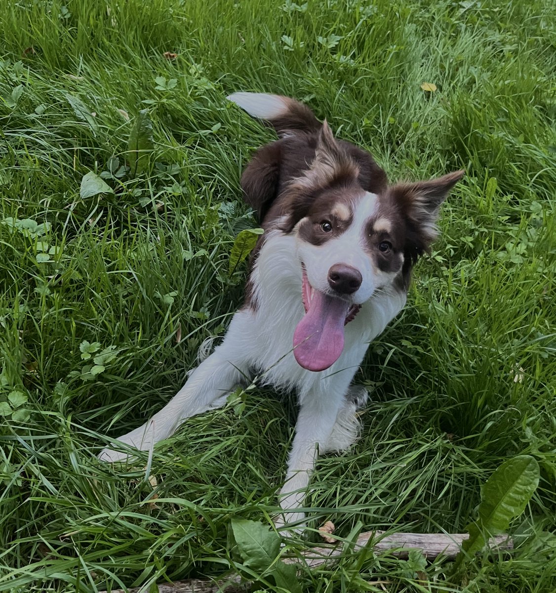 Fotka pejska na lepsi den zde. Ukažte zvyřátka!