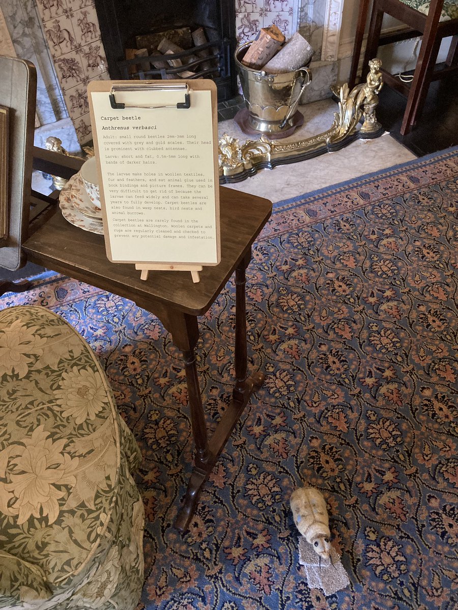 tulliafraser's tweet photo. @Rory_Cunningham Don’t you just want to cuddle the carpet beetle?! It’s amazing crafting! https://t.co/L2cONtZZFU