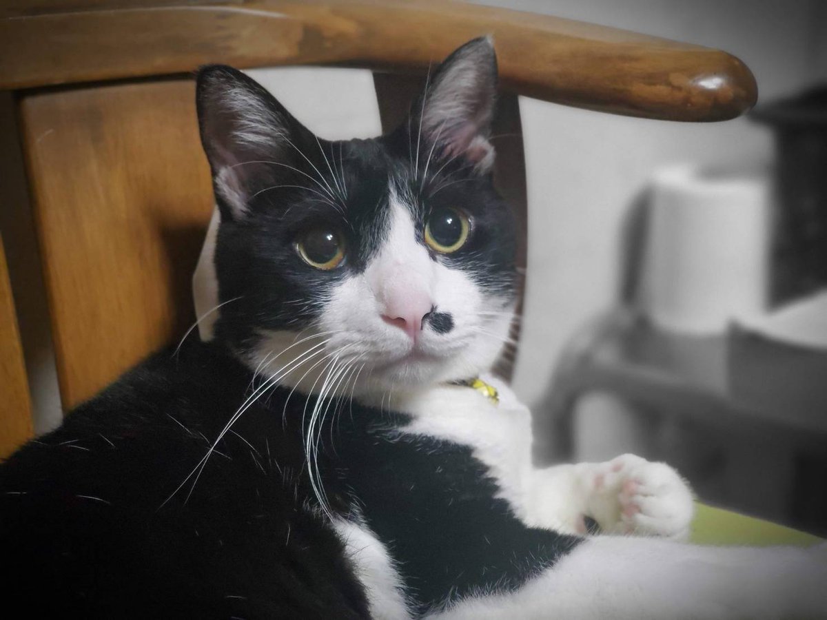 にゃんこでいず (@yu0211neko) / Posts / X