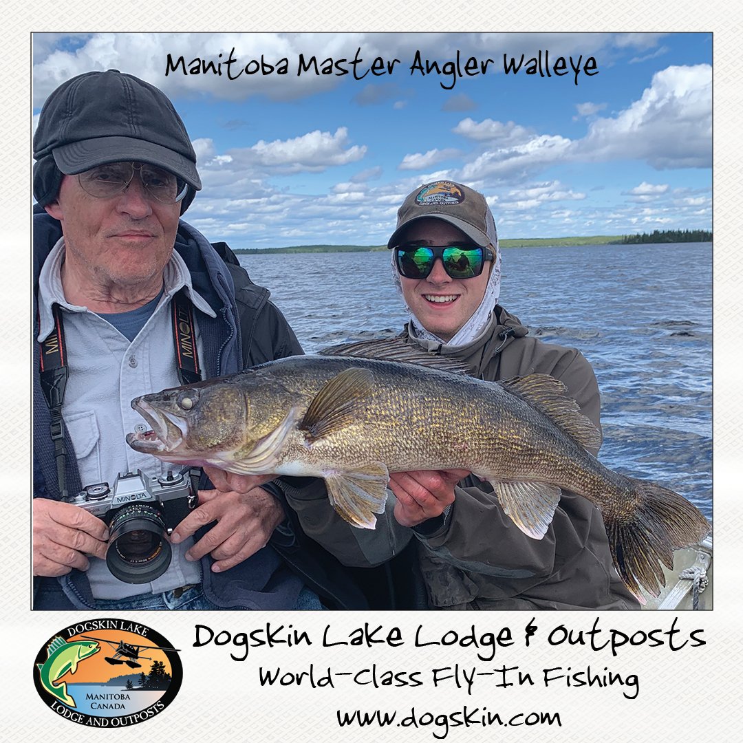 FishDogskin's tweet image. Reeling in the ultimate catch at Dogskin Lake Lodge! 🎣 This Master Angler walleye put up one heck of a fight!

 🌊 #MasterAngler #Walleye #FishingAdventure #manitoba #manitobamonster #dogskinlakelodge #travelmanitoba #catchandrelease  #huntfishmb