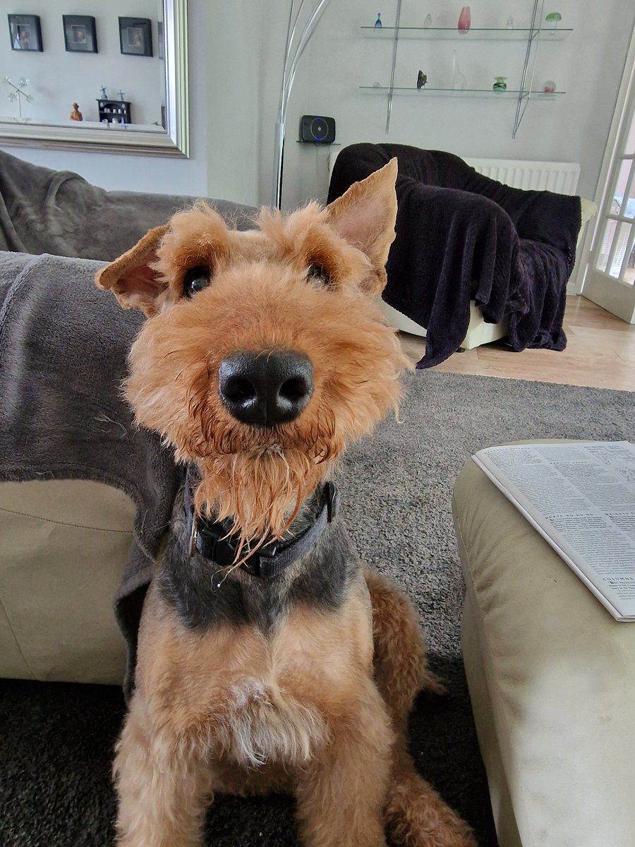 Beryl...........has been groomed