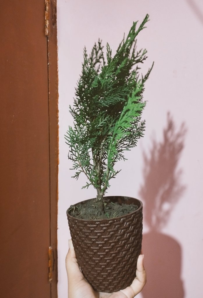 DimpleTrivedii's tweet photo. T150
Plants for rescue....amazingggg gifting option..... https://t.co/RlxNwe0q8z
